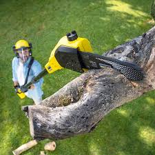 Best Stump Grinding and Removal  in Madisonville, TX