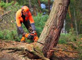 Why Choose Our Tree Removal Services in Madisonville, TX?