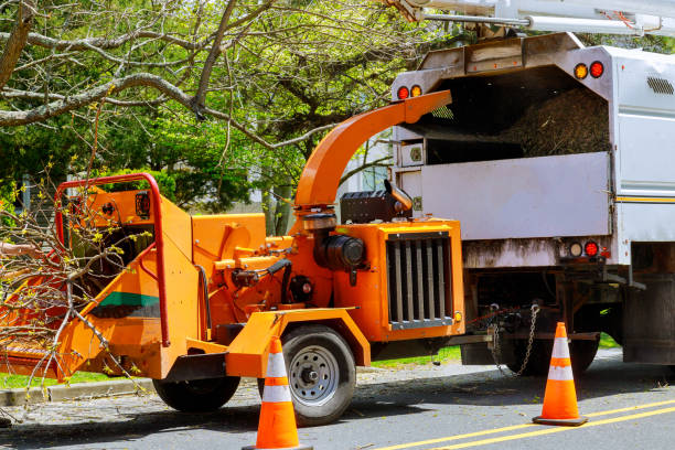 Leaf Removal Services in Madisonville, TX