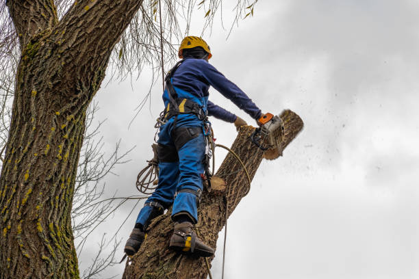 Best Tree Preservation Services  in Madisonville, TX