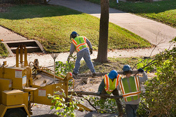 Best Root Management and Removal  in Madisonville, TX