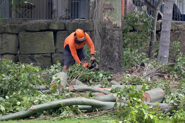 Best Lot and Land Clearing Services  in Madisonville, TX