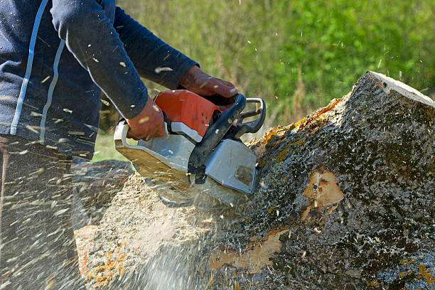 Best Tree Risk Assessment  in Madisonville, TX