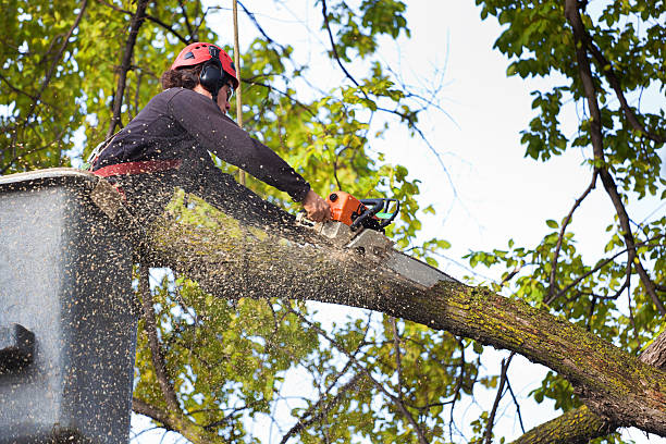 Best Tree Mulching Services  in Madisonville, TX